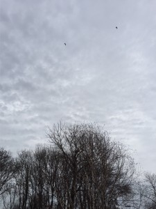 Wolkendek met vogels